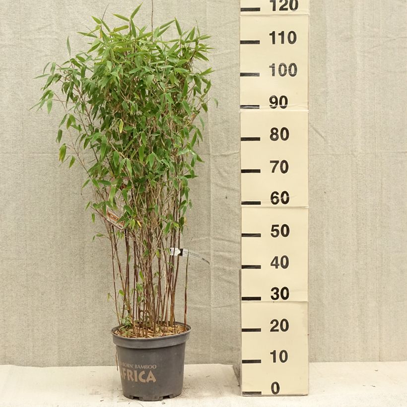 Spécimen de Fargesia murielae Red Zebra - Bambou non traçant Pot de 7,5L/10L tel que livré en été