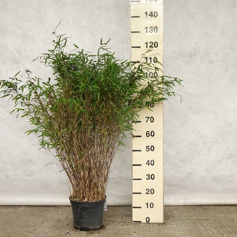 Spécimen de Fargesia nitida Gansu - Bambou non traçant Pot de 7,5L/10L tel que livré au printemps