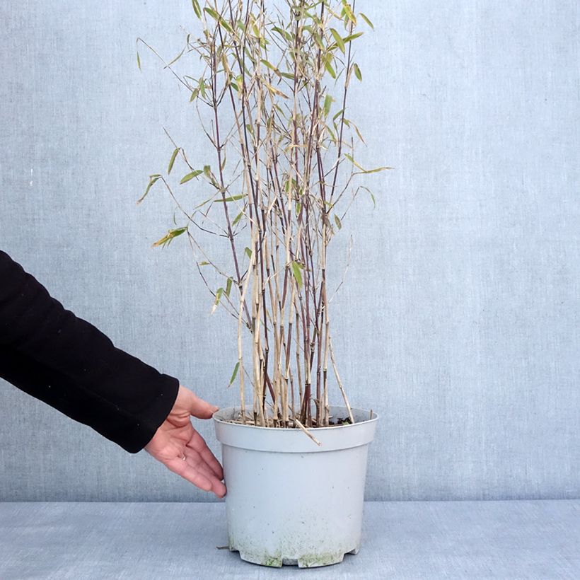 Spécimen de Fargesia nitida Trifina Black - Bambou non traçant Pot de 4L/5L tel que livré en hiver