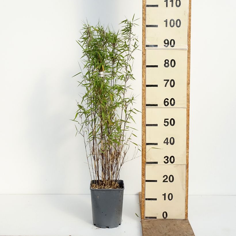 Spécimen de Fargesia nitida Trifina Black - Bambou non traçant Pot de 4L/5L tel que livré au printemps
