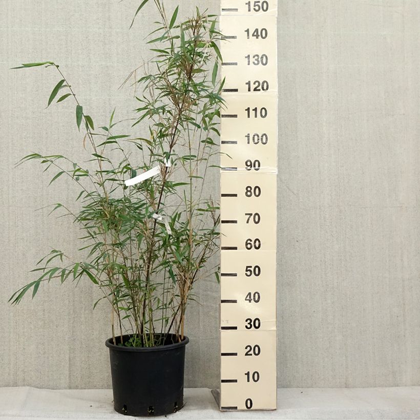 Spécimen de Fargesia papyrifera Blue Dragon - Bambou non traçant Pot de 7,5L/10L tel que livré en automne
