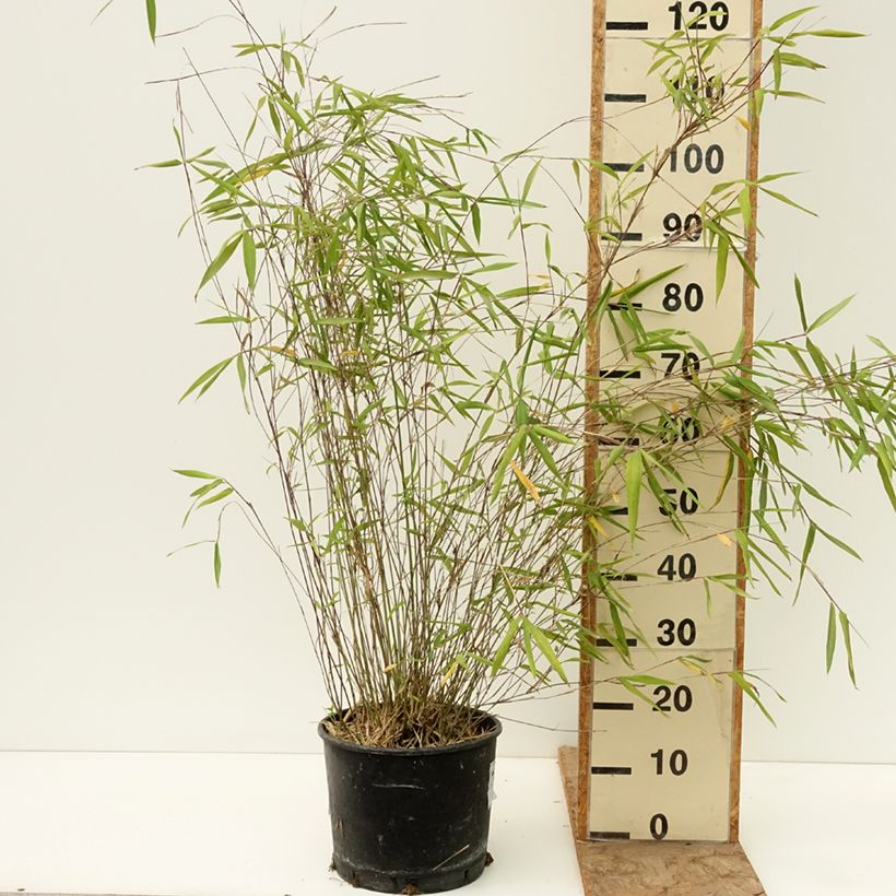 Spécimen de Fargesia papyrifera Blue Dragon - Bambou non traçant Pot de 7,5L/10L tel que livré au printemps