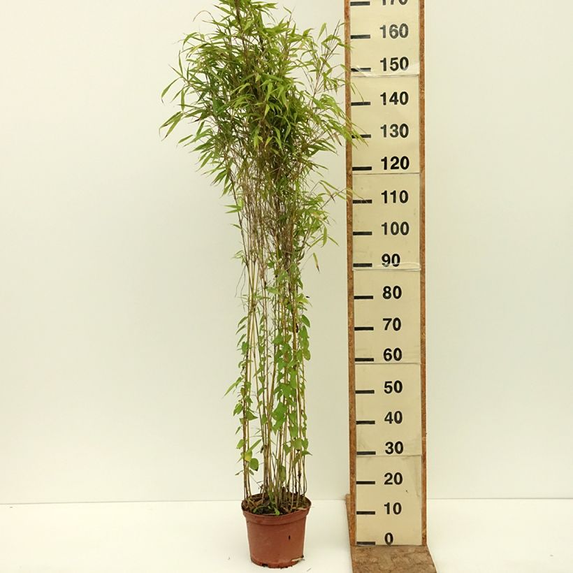 Spécimen de Fargesia robusta Formidable Pot de 4L/5L tel que livré en été