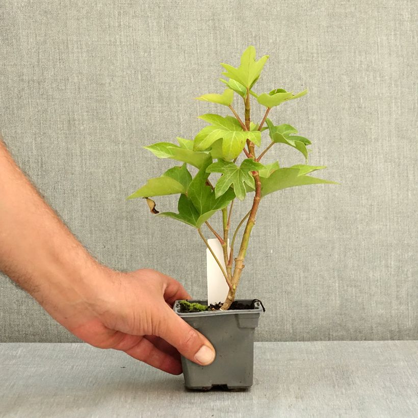 Spécimen de Fatshedera lizei - Aralia lierre  Godet de 8/9 cm tel que livré en été