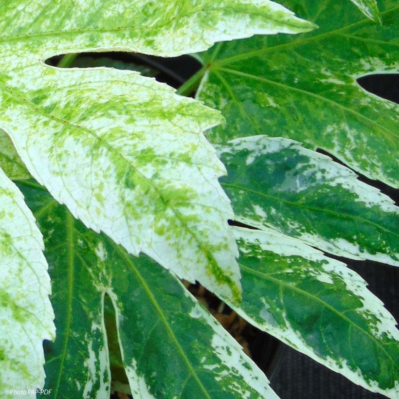 Fatsia japonica Spider's Web - Faux-aralia panaché (Foliage)