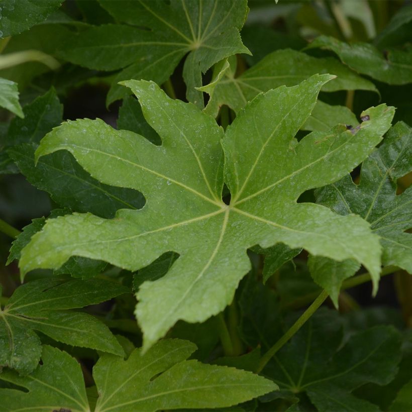 Faux-aralia - Fatsia japonica (Foliage)