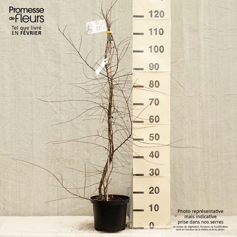 Spécimen de Faux Hêtre austral - Nothofagus antarctica Pot de 4L/5L tel que livré en hiver