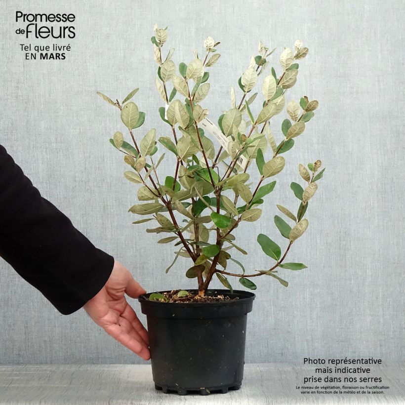 Example of Feijoa ou Acca sellowiana Triumph - Goyavier du Brésil Pot de 3L/4L as you get in printemps