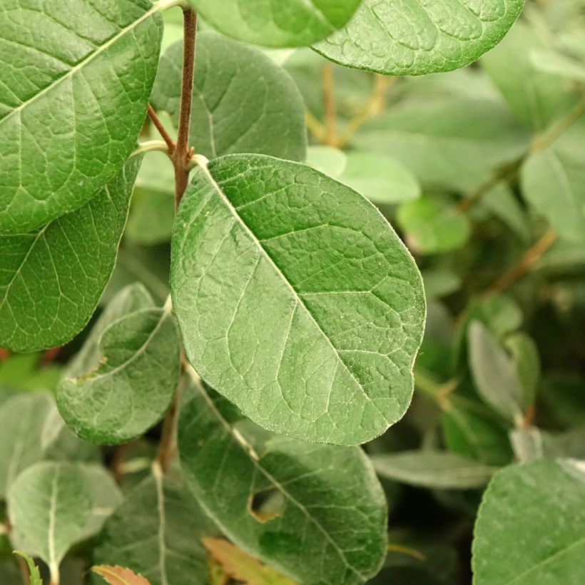 Feijoa ou Acca sellowiana Triumph - Goyavier du Brésil (Foliage)