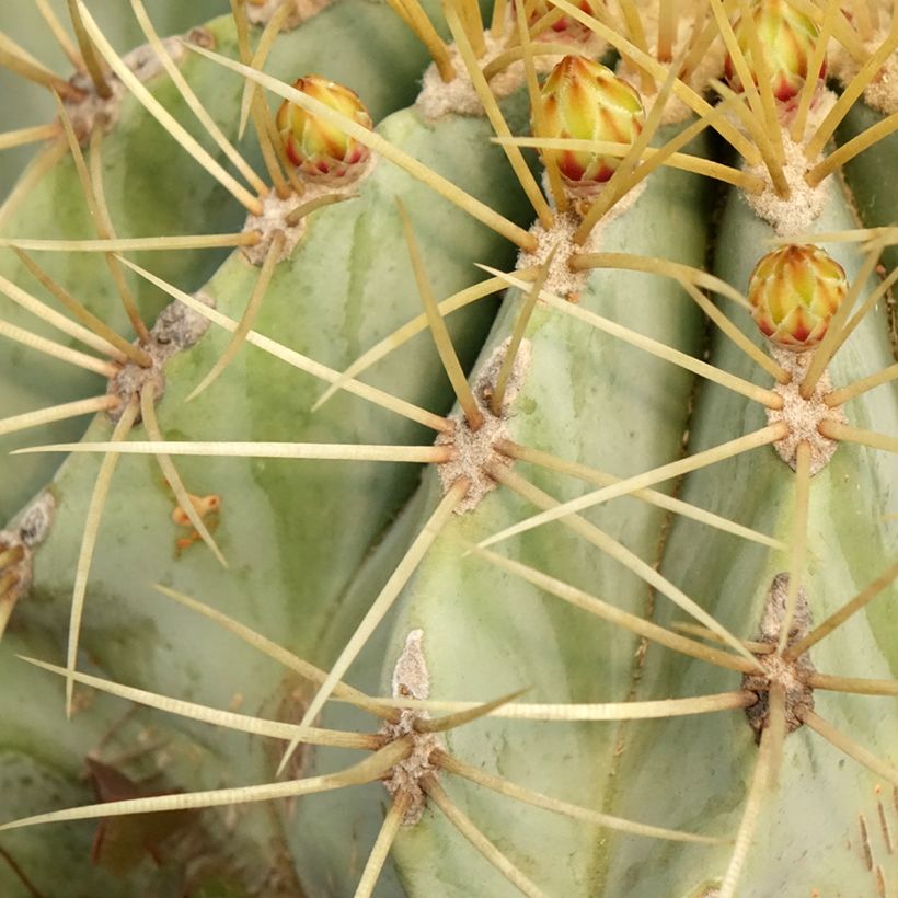 Ferocactus glaucescens - Cactus tonneau (Feuillage)