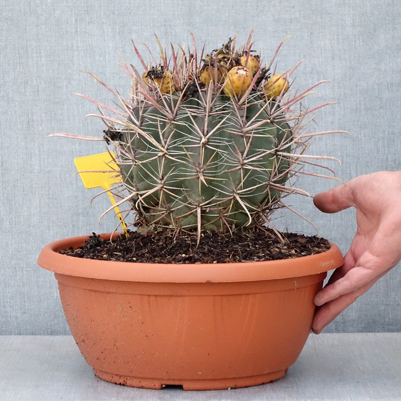 Spécimen de Ferocactus gracilis subsp. coloratus Coupe 7,5L / 10L tel que livré au printemps