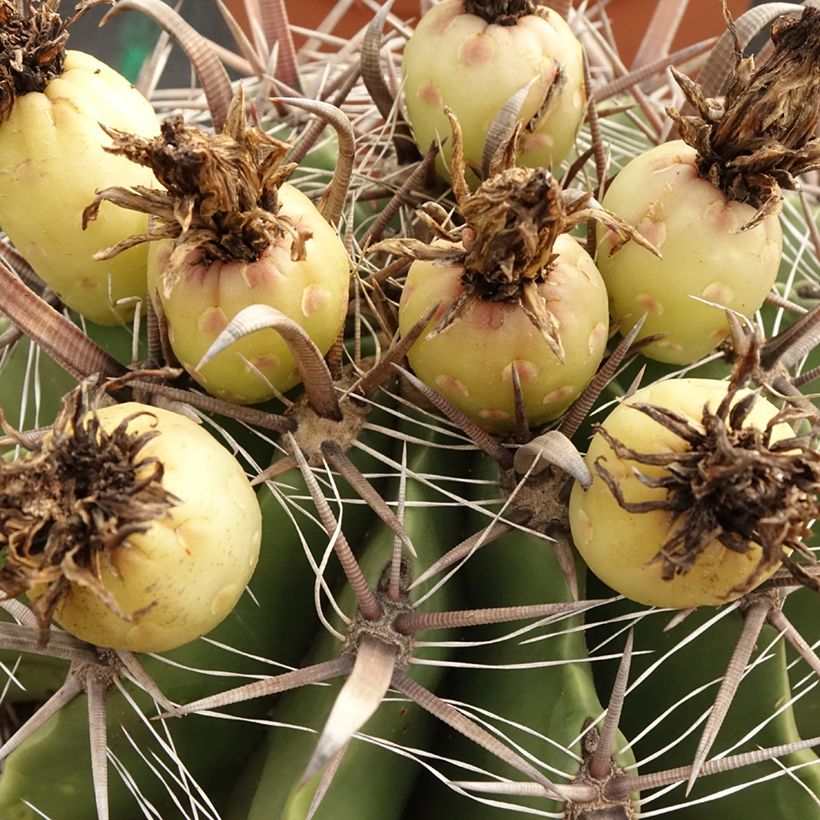 Ferocactus horridus - Cactus tonneau (Récolte)