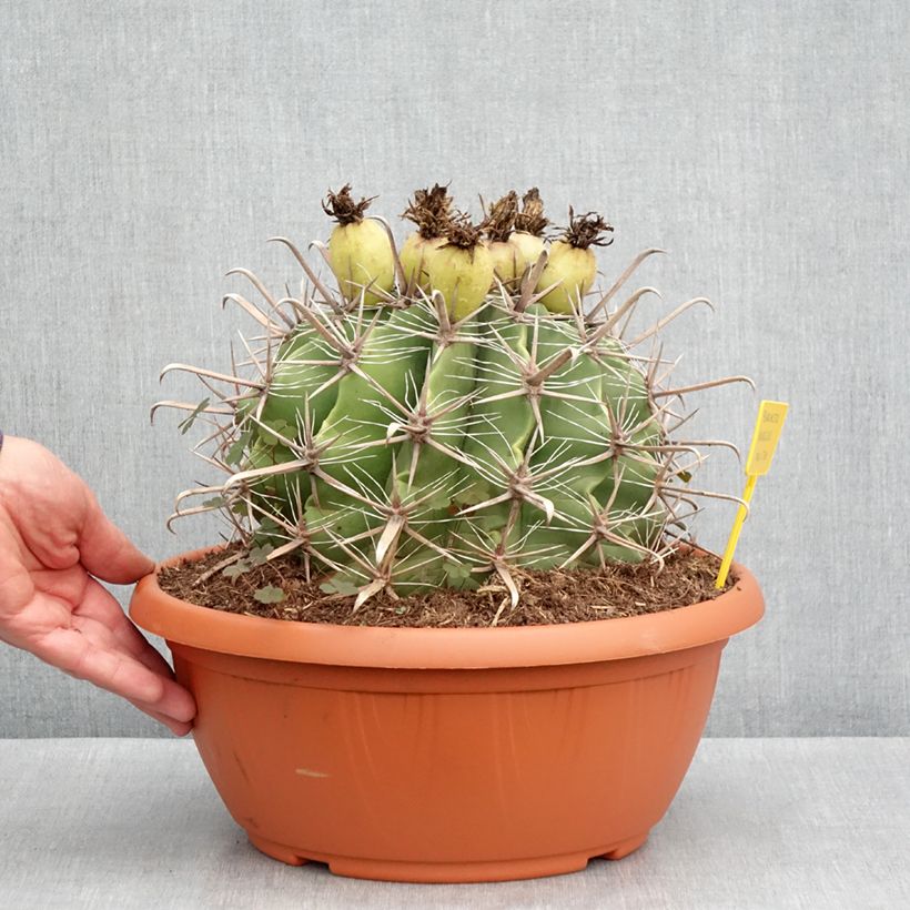 Spécimen de Ferocactus horridus - Cactus tonneau Coupe 7,5L / 10L tel que livré au printemps