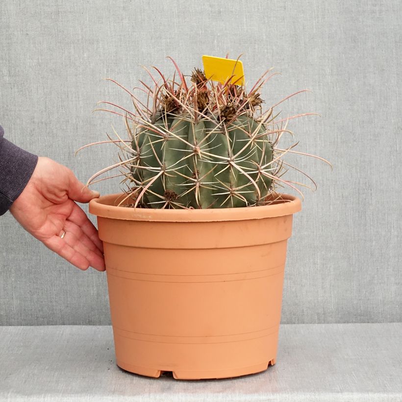 Spécimen de Ferocactus rectispinus - Cactus tonneau Pot de 7,5L/10L tel que livré au printemps