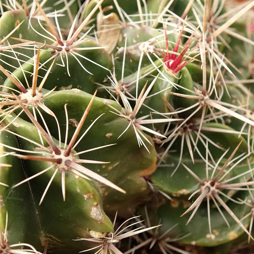 Ferocactus robustus - Cactus tonneau (Foliage)