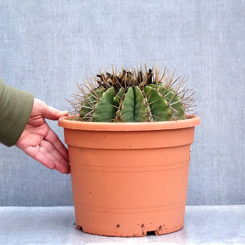 Spécimen de Ferocactus schwarzii - Cactus barrique Pot de 7,5L/10L tel que livré en hiver