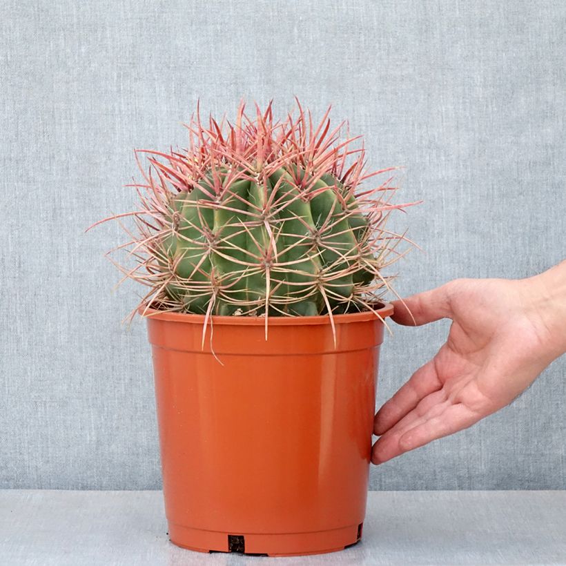 Example of Ferocactus stainesii - Cactus  Pot de 4L/5L as you get in printemps