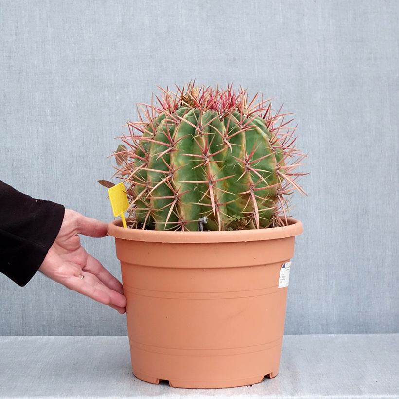 Spécimen de Ferocactus stainesii var. pilosus - Cactus Pot de 7,5L/10L tel que livré en automne