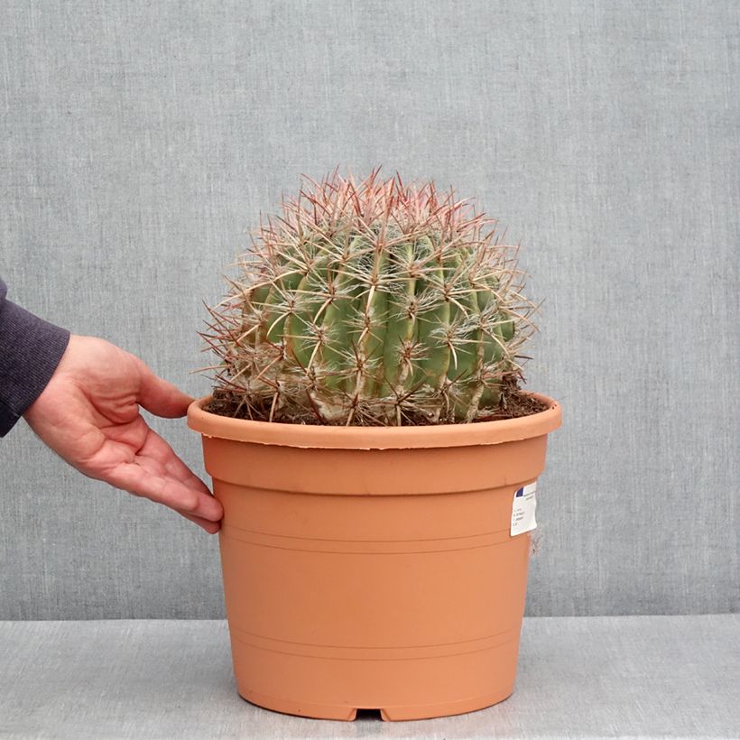 Spécimen de Ferocactus stainesii var. pilosus - Cactus Pot de 7,5L/10L tel que livré au printemps