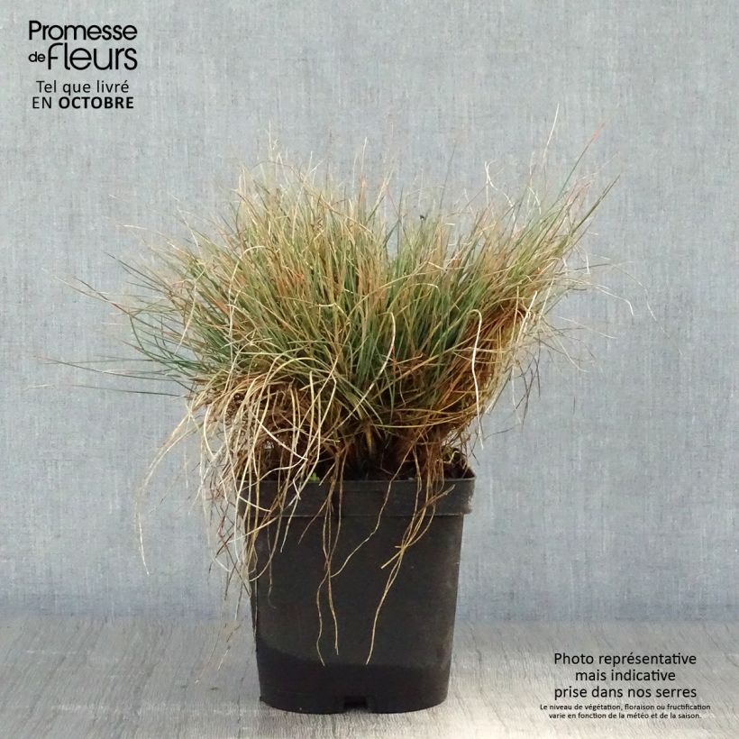 Spécimen de Festuca amethystina - Fétuque améthyste Pot de 2L/3L tel que livré en automne