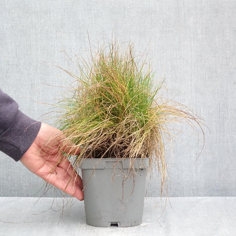 Spécimen de Festuca filiformis - Fétuque à feuilles capillaires Pot de 2L/3L tel que livré en automne