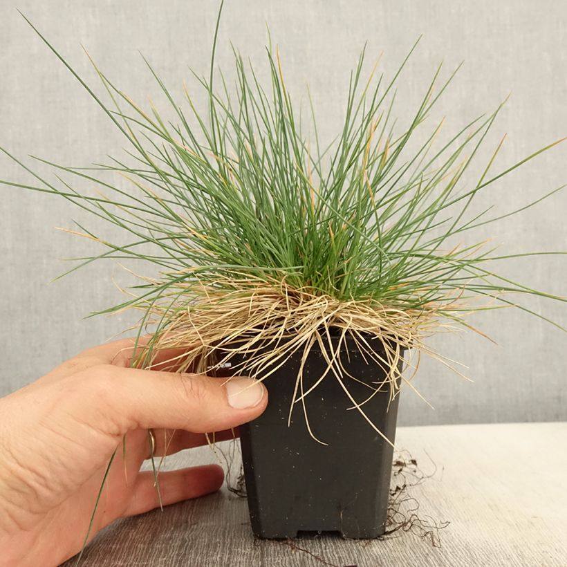 Spécimen de Festuca Intense Blue - Fétuque bleue Godet de 8/9 cm tel que livré au printemps