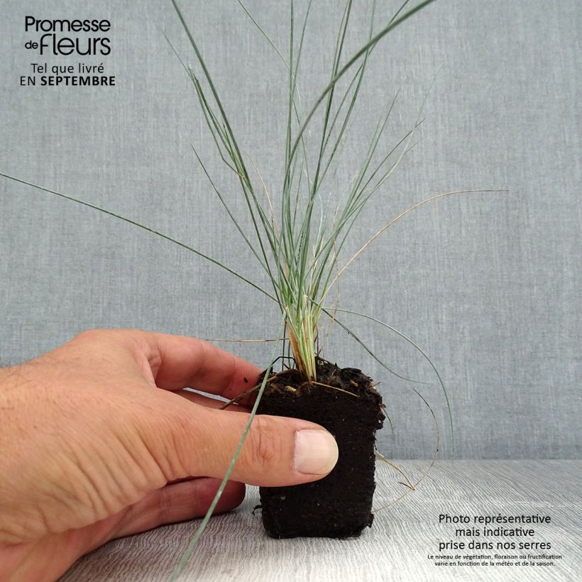 Example of Fétuque bleue Easy Blue - Festuca glauca Mini-motte Ø 3/4 cm as you get in automne