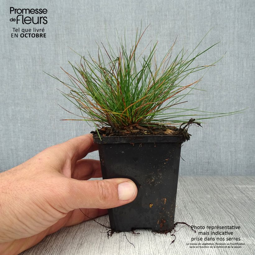 Spécimen de Fétuque bleue - Festuca glauca Godet de 8/9 cm tel que livré en automne