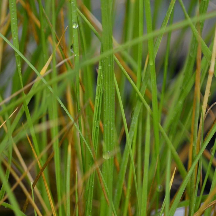 Fétuque - Festuca mairei (Foliage)