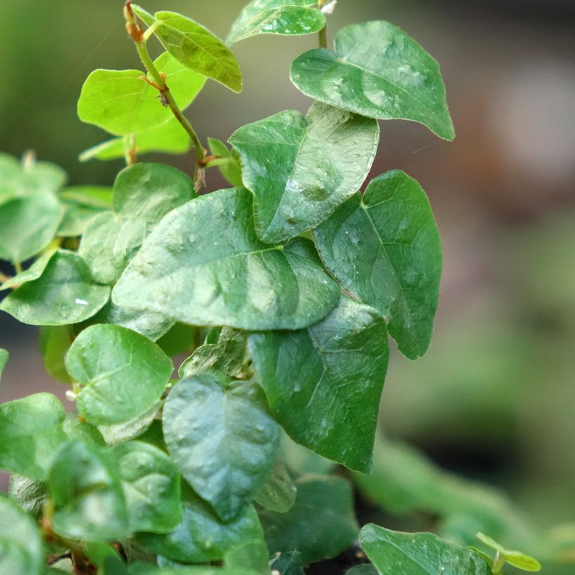 Ficus pumila Arina - Ficus nain rampant (Foliage)