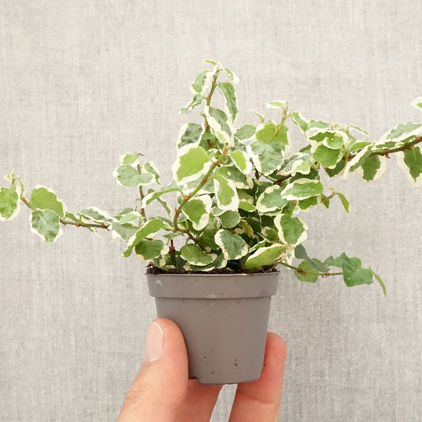 Example of Ficus pumila Bellus - Ficus nain panaché Mini-plante as you get in printemps