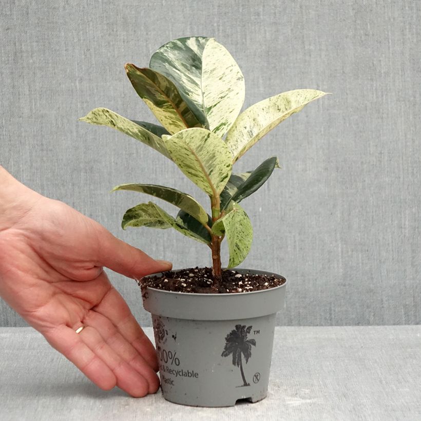 Example of Ficus Shivereana - Caoutchouc panaché Pot de 12 cm / 13 cm as you get in printemps