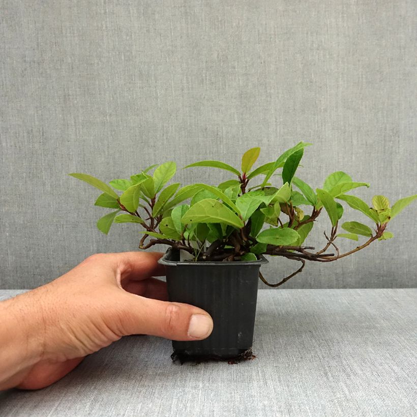 Spécimen de Ficus tikoua - Figuier des guêpes                           Godet de 8/9 cm tel que livré au printemps