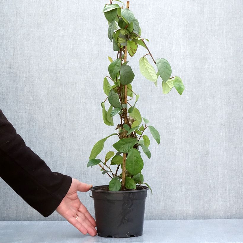 Spécimen de Ficus tikoua - Figuier des guêpes                           Pot de 2L/3L tel que livré au printemps