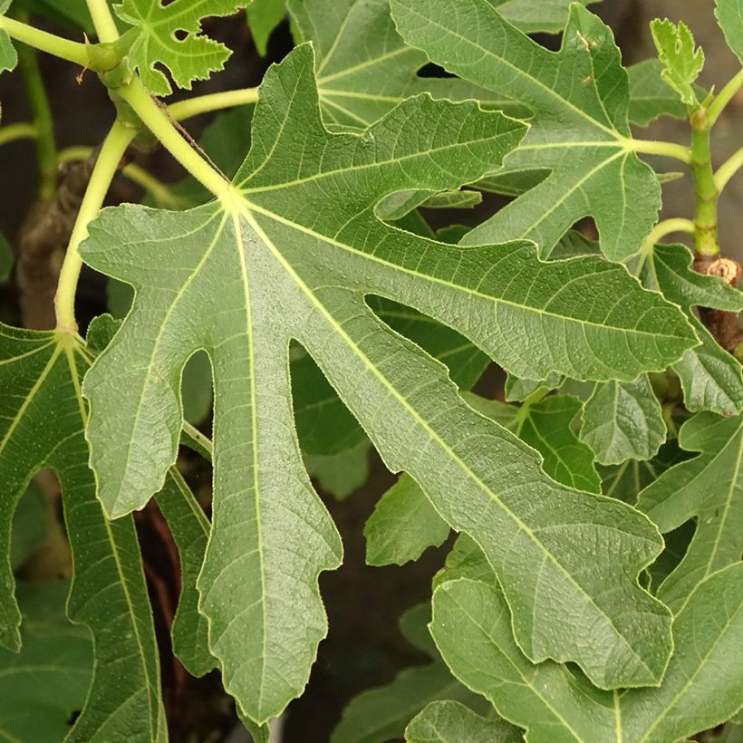 Figuier Bornholm's Diamant - Ficus carica (Foliage)