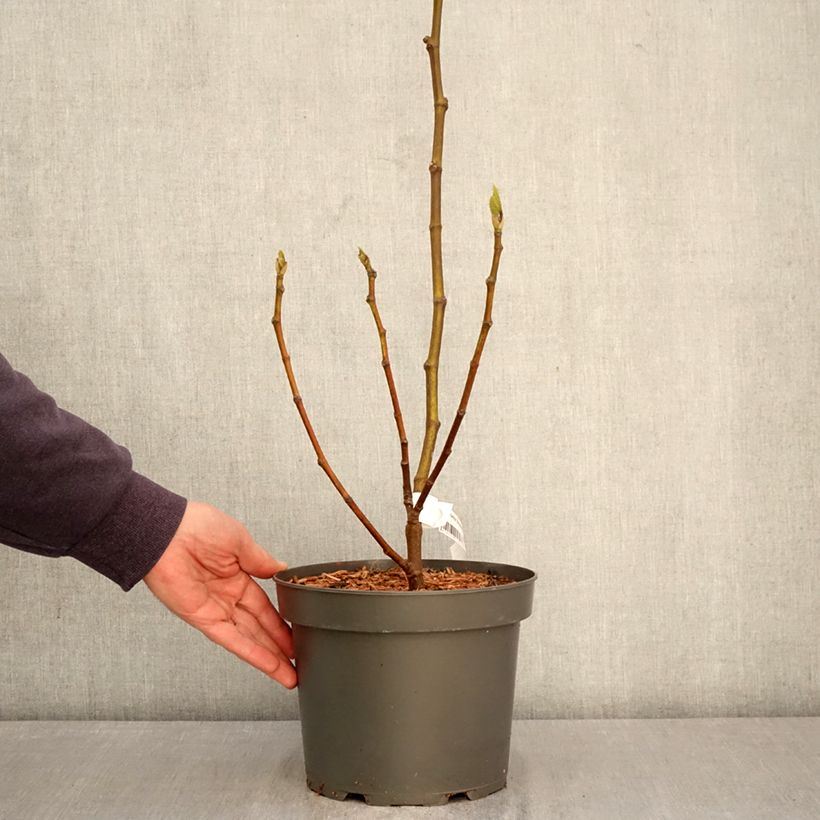 Spécimen de Figuier Brunswick - Ficus carica Pot de 4L/5L, Buisson, Ramifié tel que livré au printemps