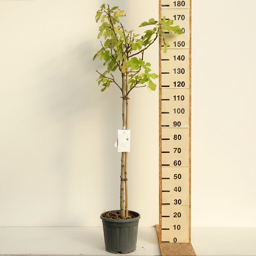 Spécimen de Figuier - Ficus carica Osborn's Prolific Pot de 12L/15L, Demi-Tige tel que livré en été