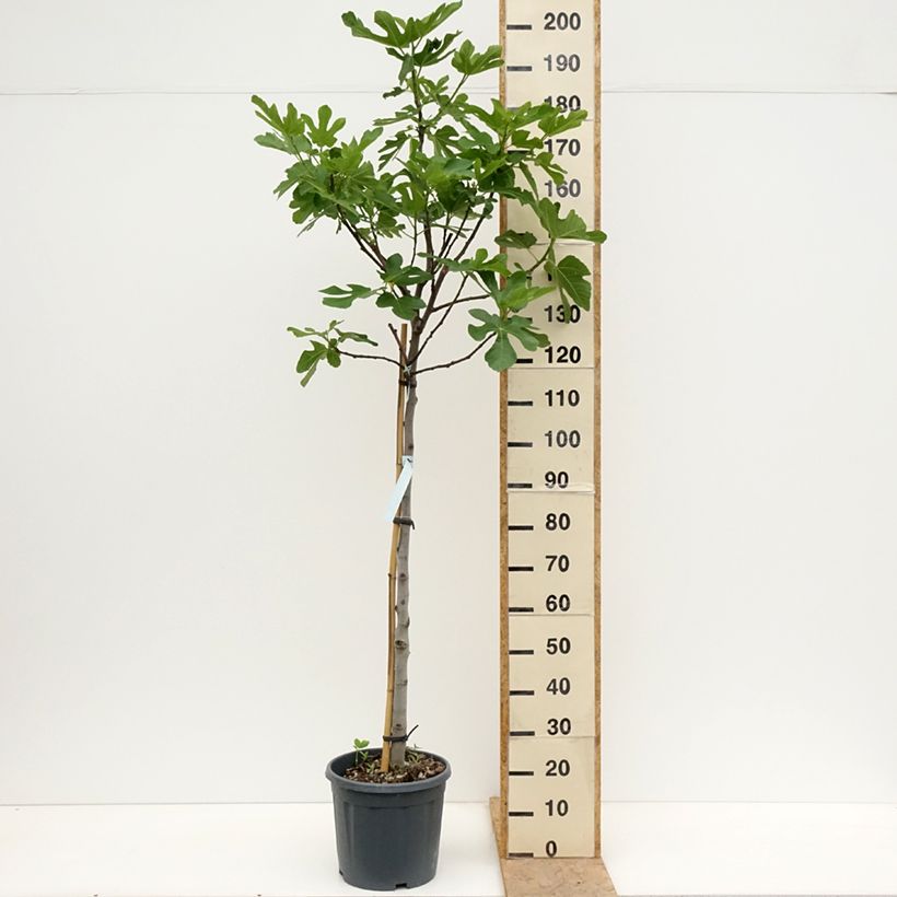 Spécimen de Figuier - Ficus carica Osborn's Prolific Pot de 12L/15L, Demi-Tige tel que livré au printemps