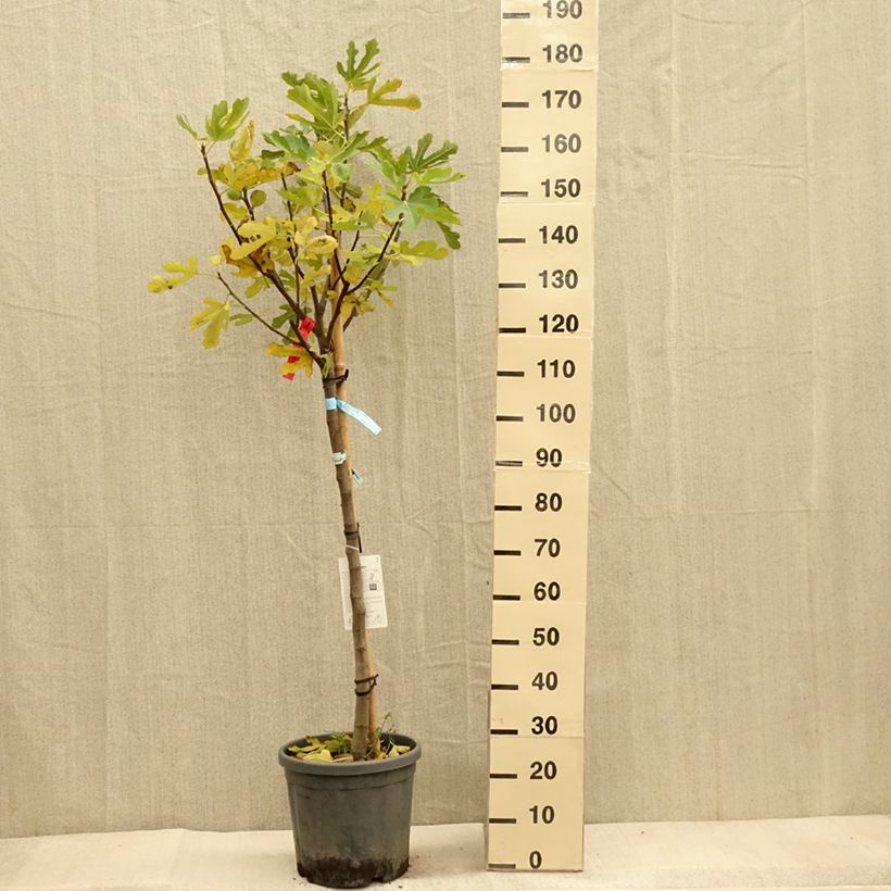 Spécimen de Figuier Ronde De Bordeaux - Ficus carica Pot de 7,5L/10L, Demi-Tige tel que livré en automne