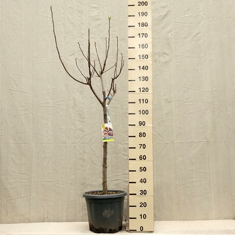 Spécimen de Figuier Ronde De Bordeaux - Ficus carica Pot de 7,5L/10L, Demi-Tige tel que livré au printemps