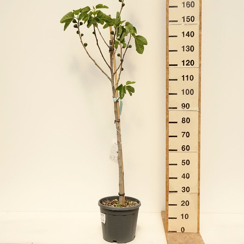 Spécimen de Figuier - Ficus carica Sucre Vert Pot de 12L/15L, Demi-Tige tel que livré au printemps