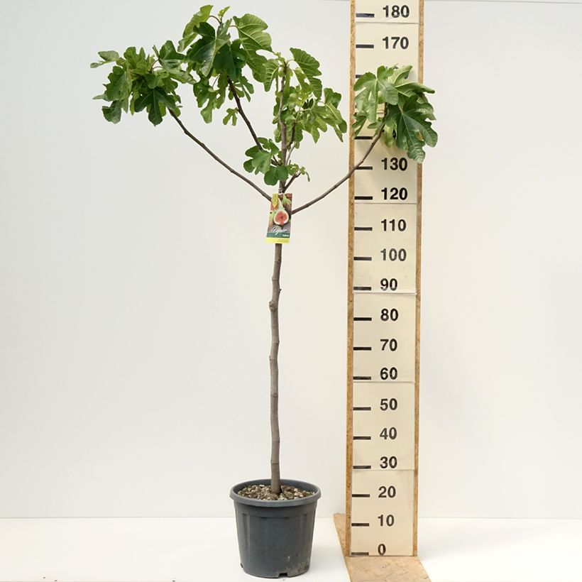 Example of Figuier - Ficus carica Sultane Pot de 12L/15L, Demi-Tige as you get in printemps