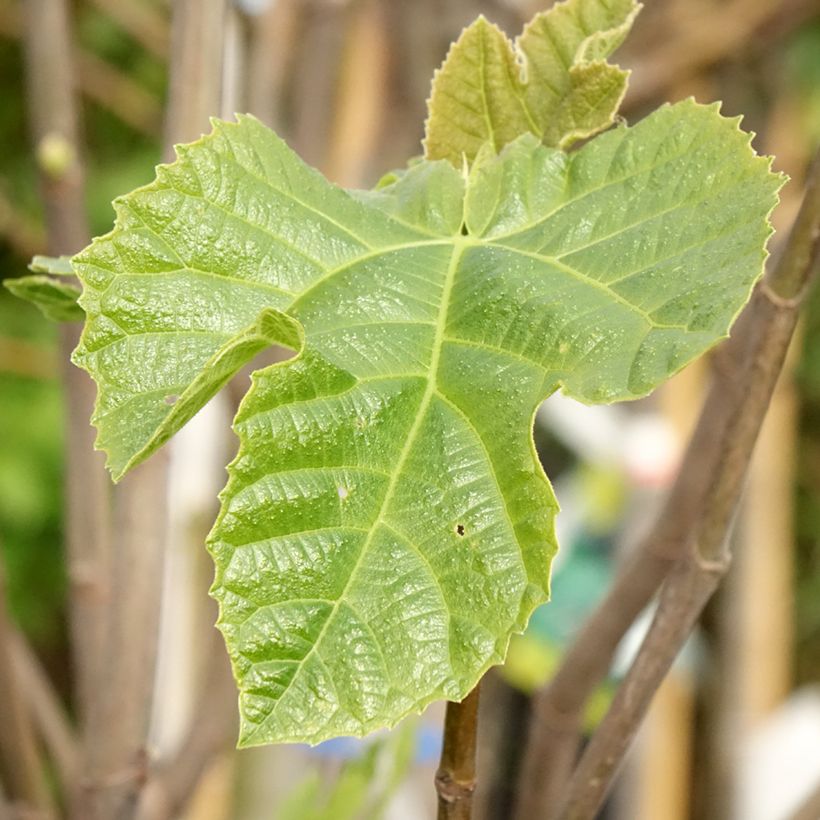 Figuier - Ficus carica Sultane (Foliage)