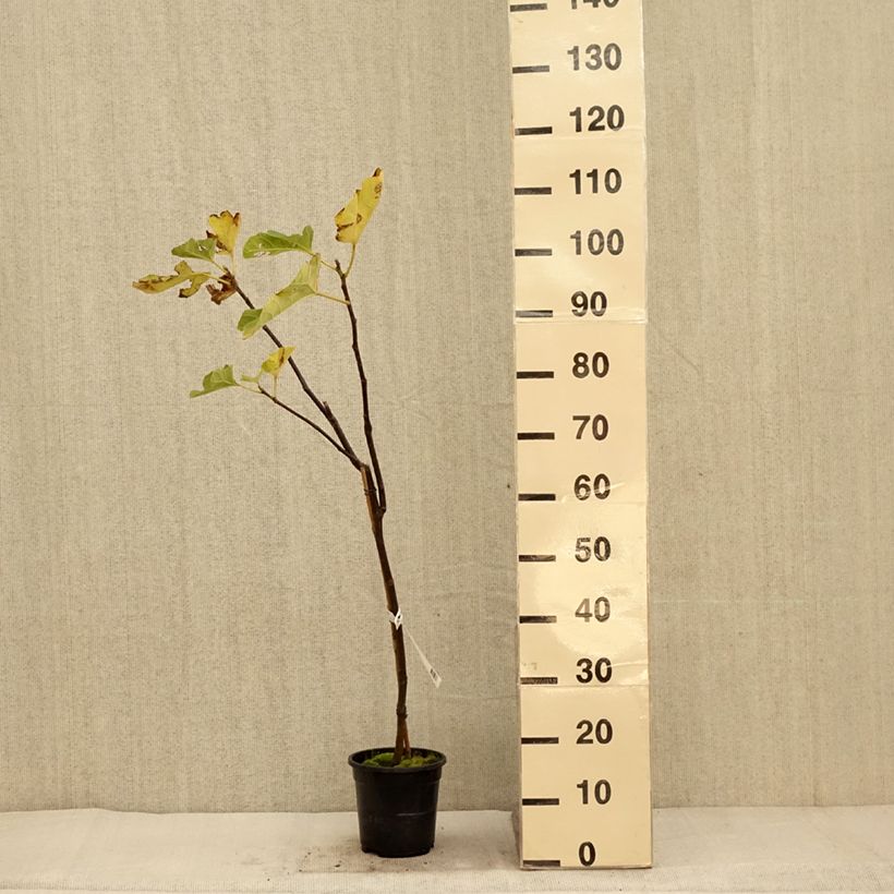 Spécimen de Figuier Firoma - Ficus carica Pot de 4L/5L, Touffe tel que livré en automne