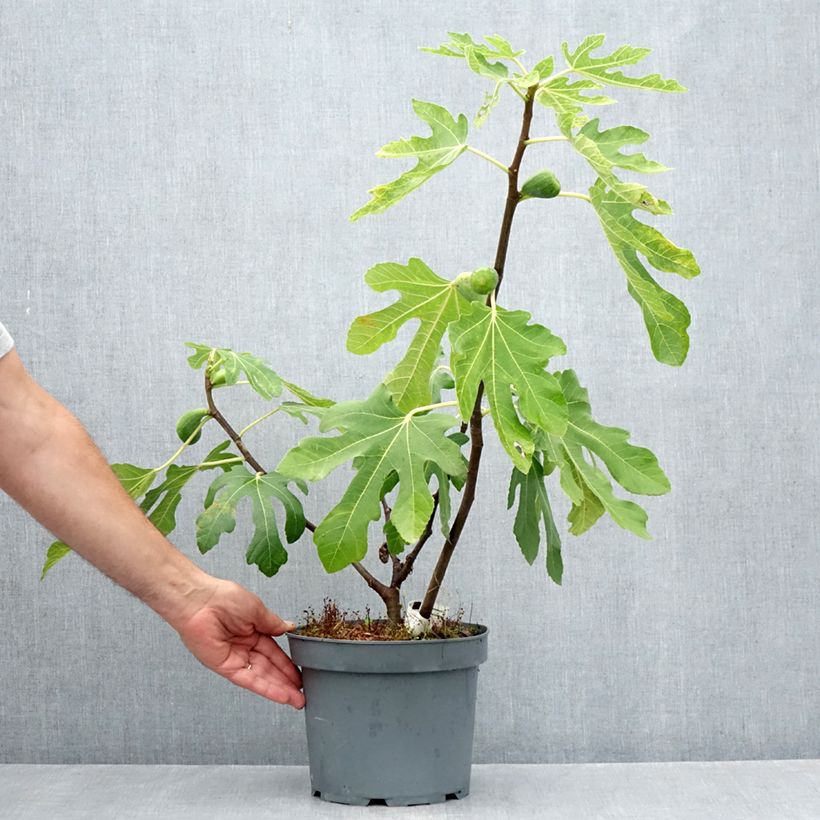 Spécimen de Figuier Goutte d'Or Pot de 2L/3L tel que livré en été