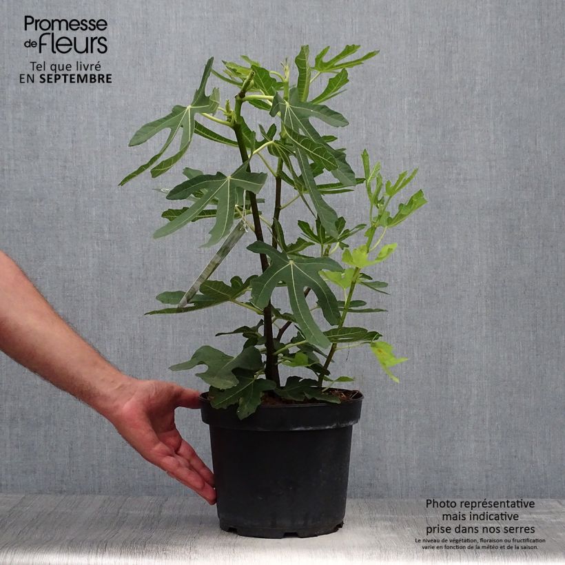 Spécimen de Figuier Goutte d'Or Pot de 2L/3L tel que livré en automne