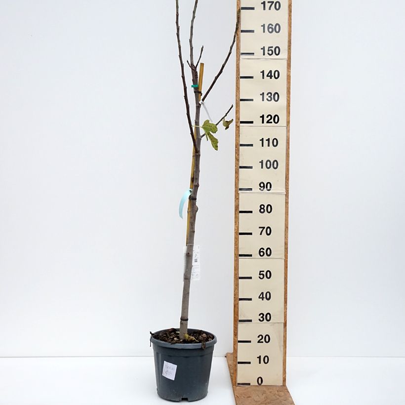 Spécimen de Figuier Jannot - Ficus carica  Pot de 7,5L/10L, Demi-Tige tel que livré en automne