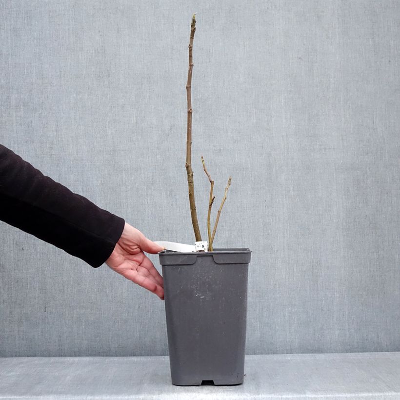 Example of Figuier Kadota Pot de 4L/5L as you get in hiver