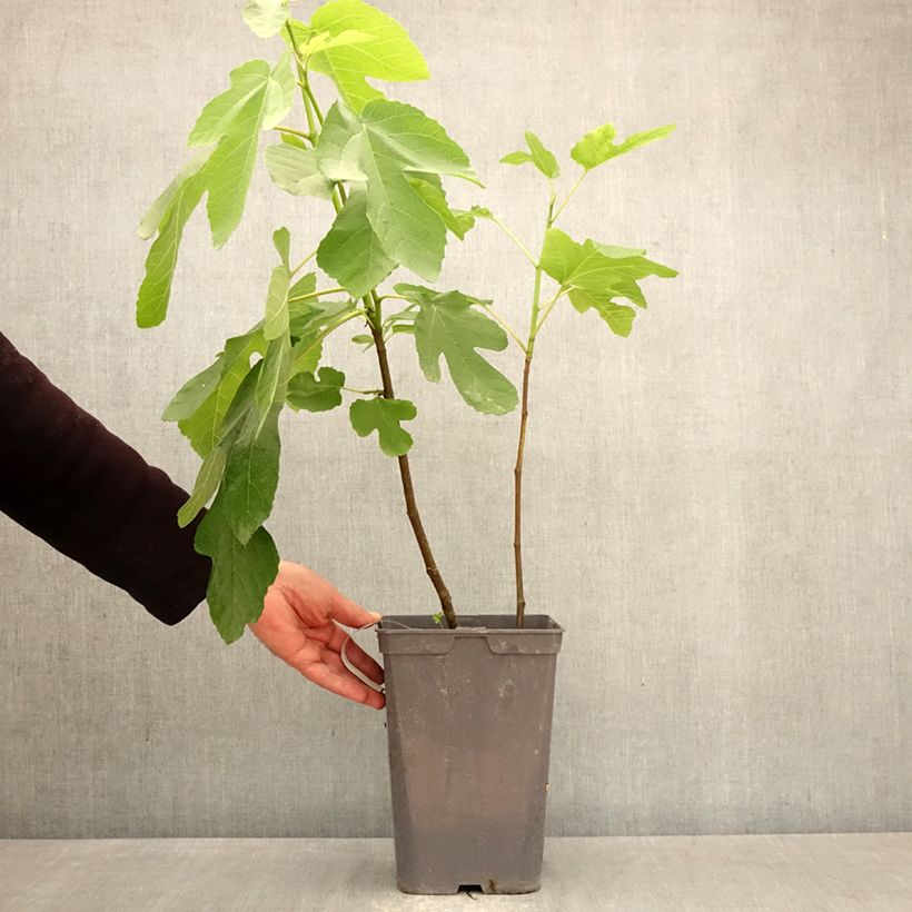 Spécimen de Figuier Kadota Pot de 4L/5L tel que livré au printemps