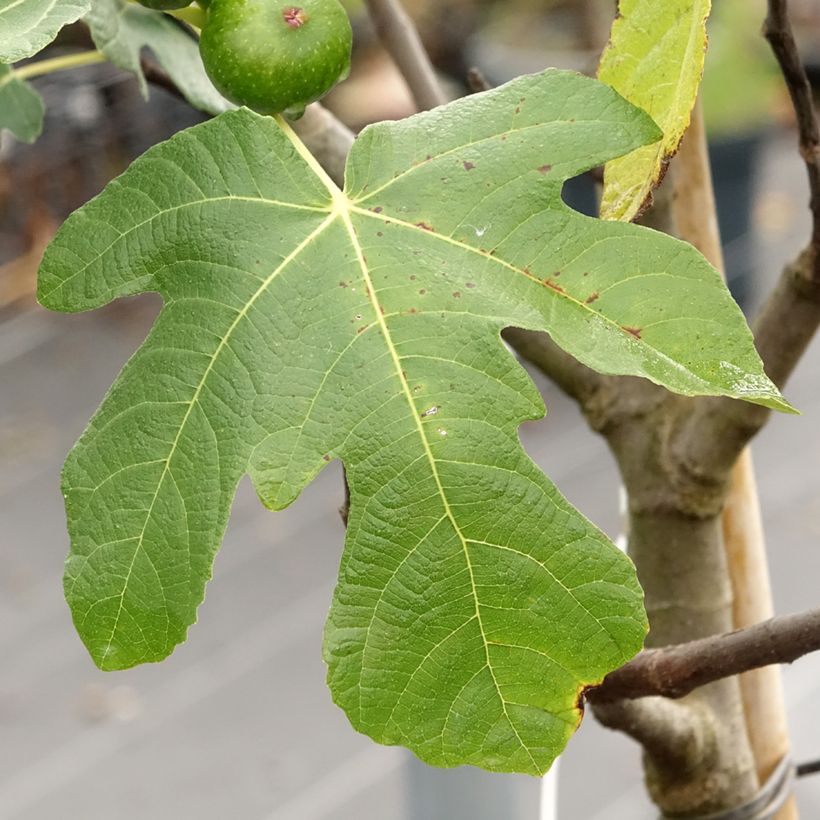 Figuier Longue d'Août (Foliage)
